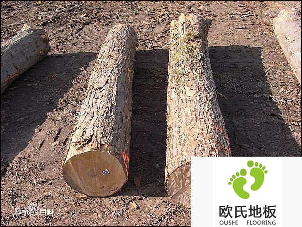 值得信賴(lài)的體育木地板廠家